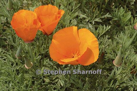 eschscholzia californica 4 graphic